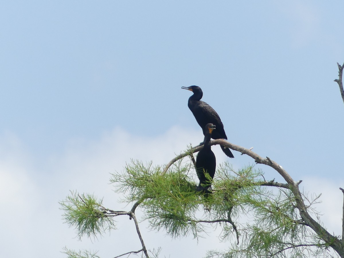 Cormorán Orejudo - ML620628087