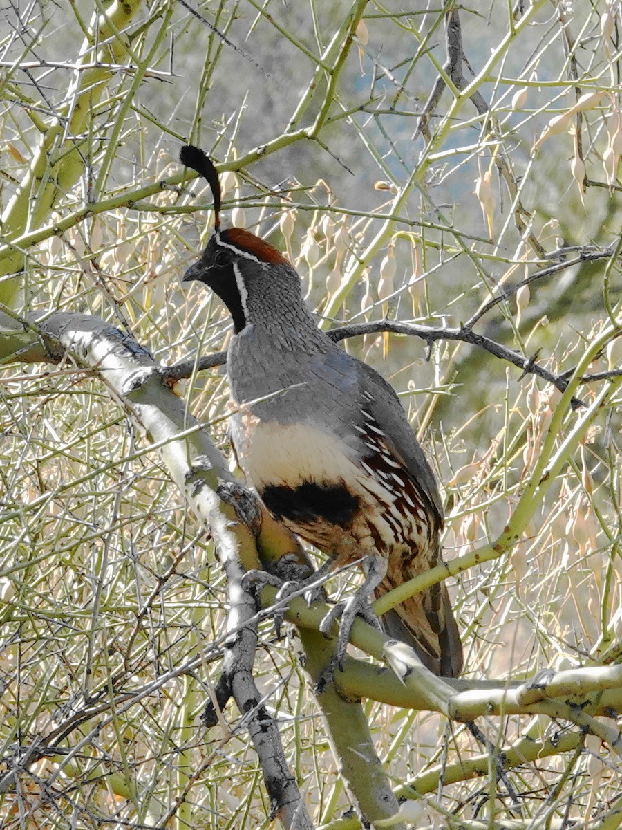 Gambel's Quail - ML620628108