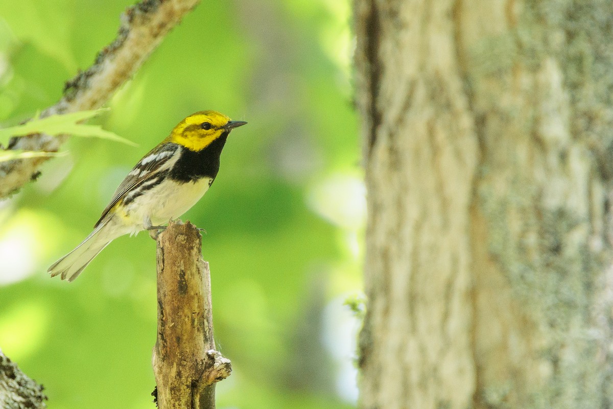 Black-throated Green Warbler - ML620628109