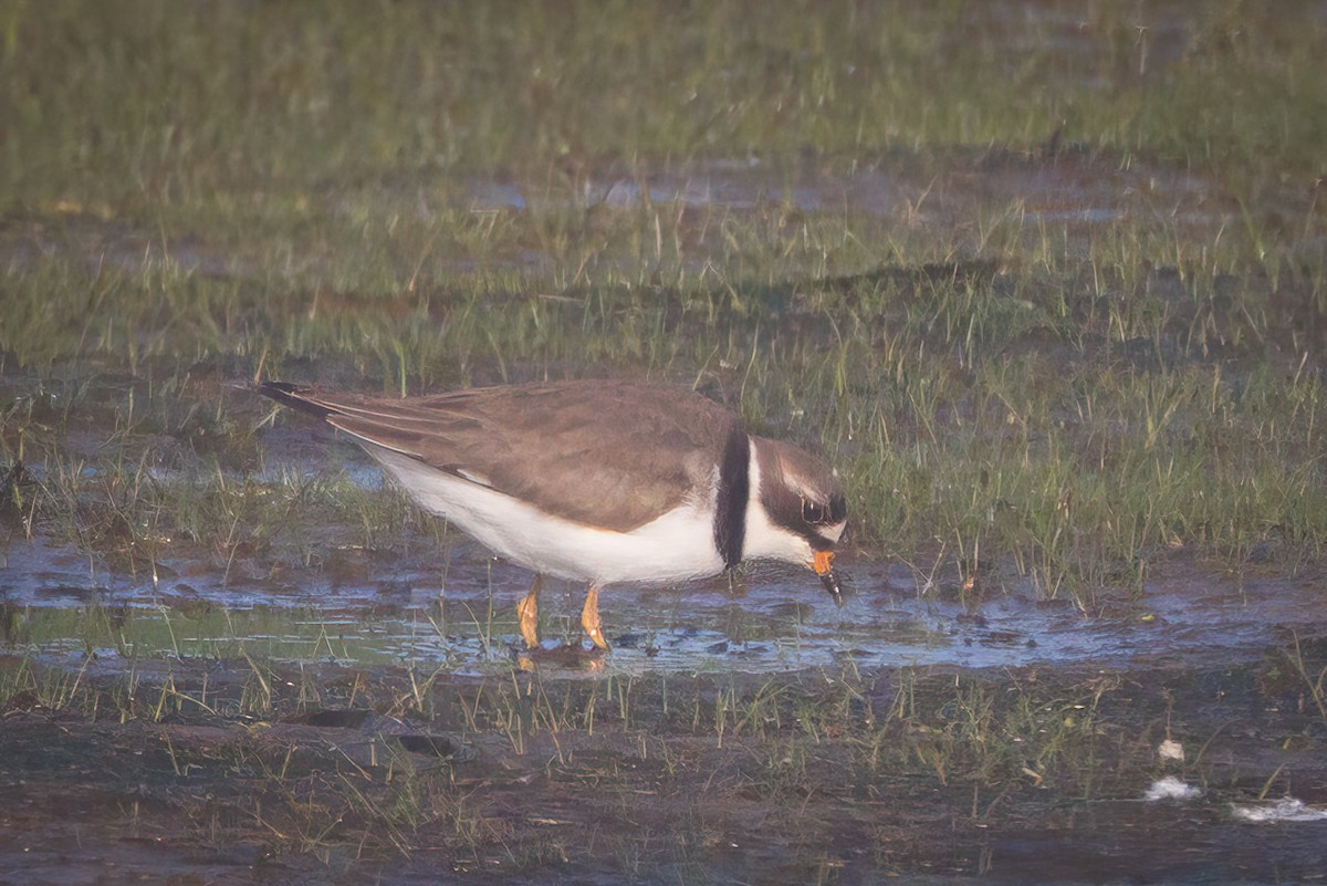 Semipalmated Plover - ML620628111