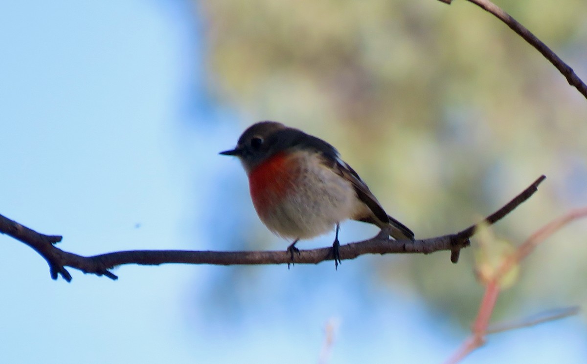 Scarlet Robin - ML620628112