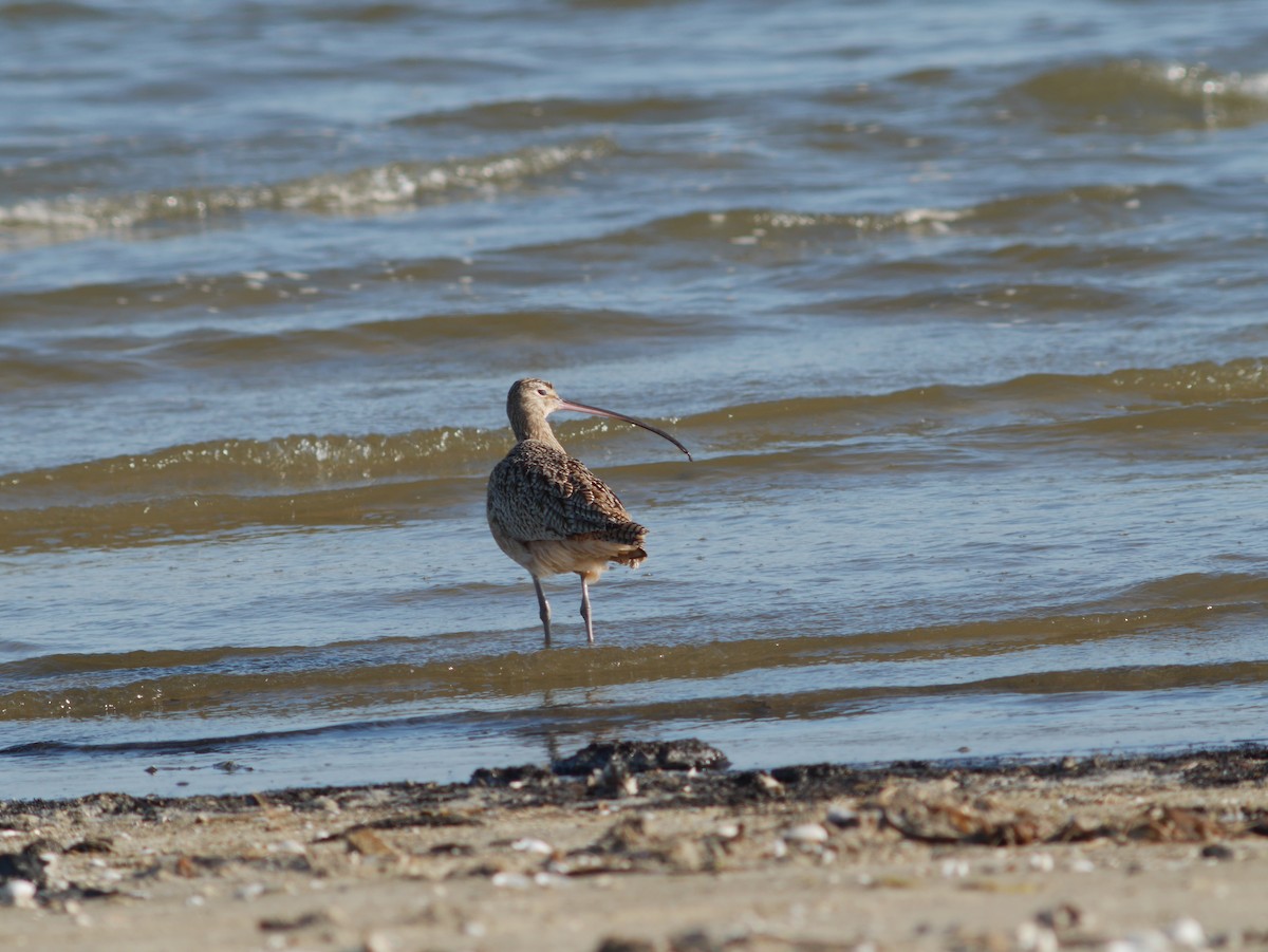 Rostbrachvogel - ML620628113