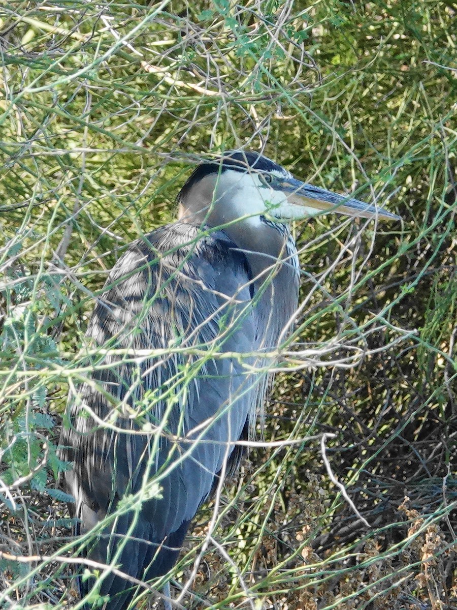 Great Blue Heron - ML620628114