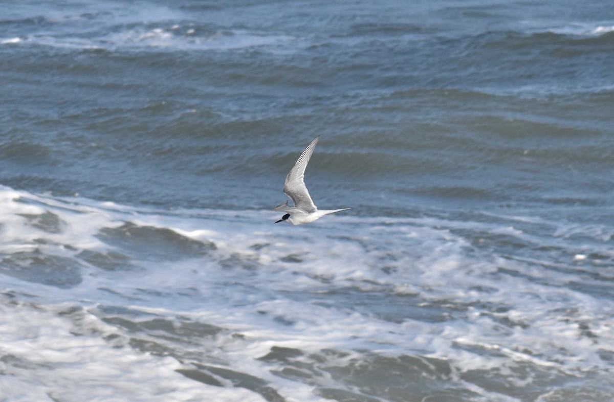 Common Tern - ML620628116