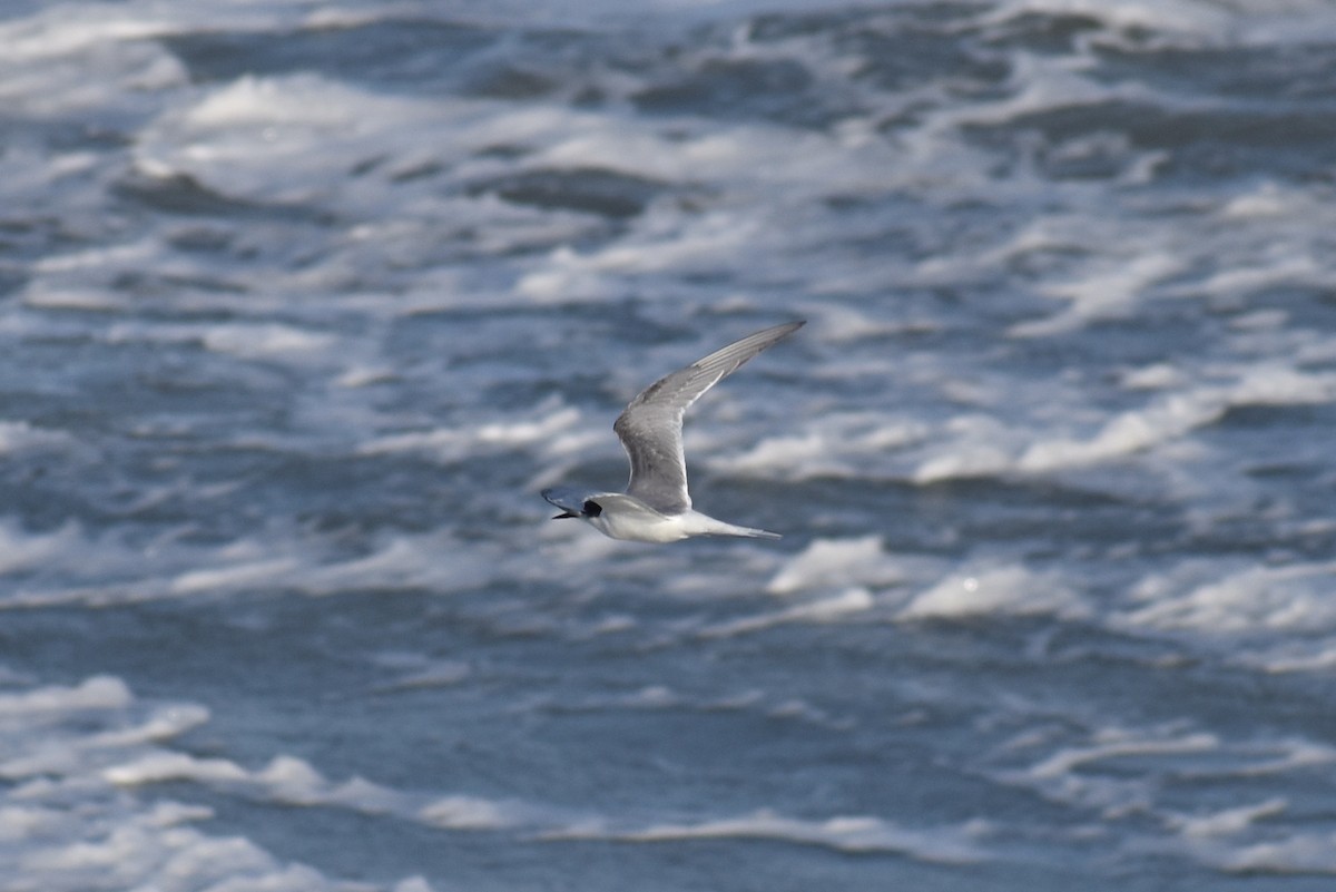 Common Tern - ML620628117