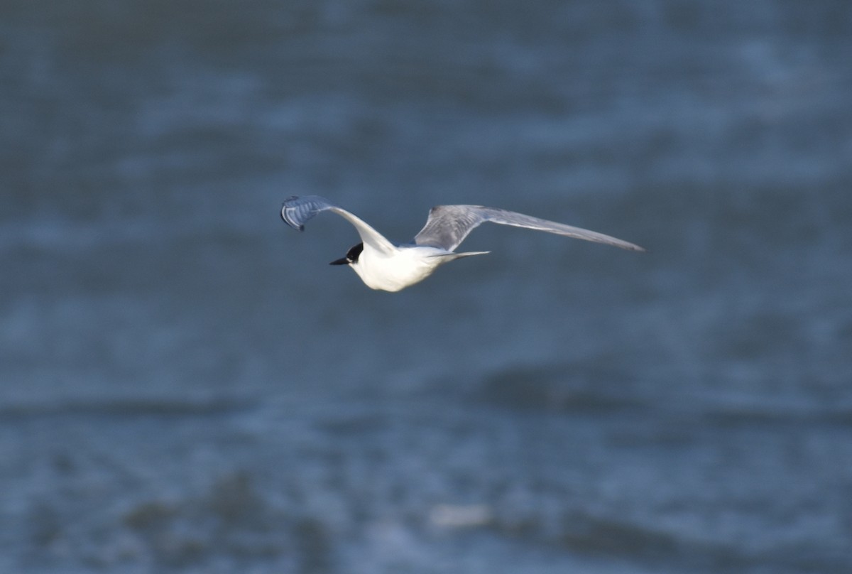 Common Tern - ML620628118