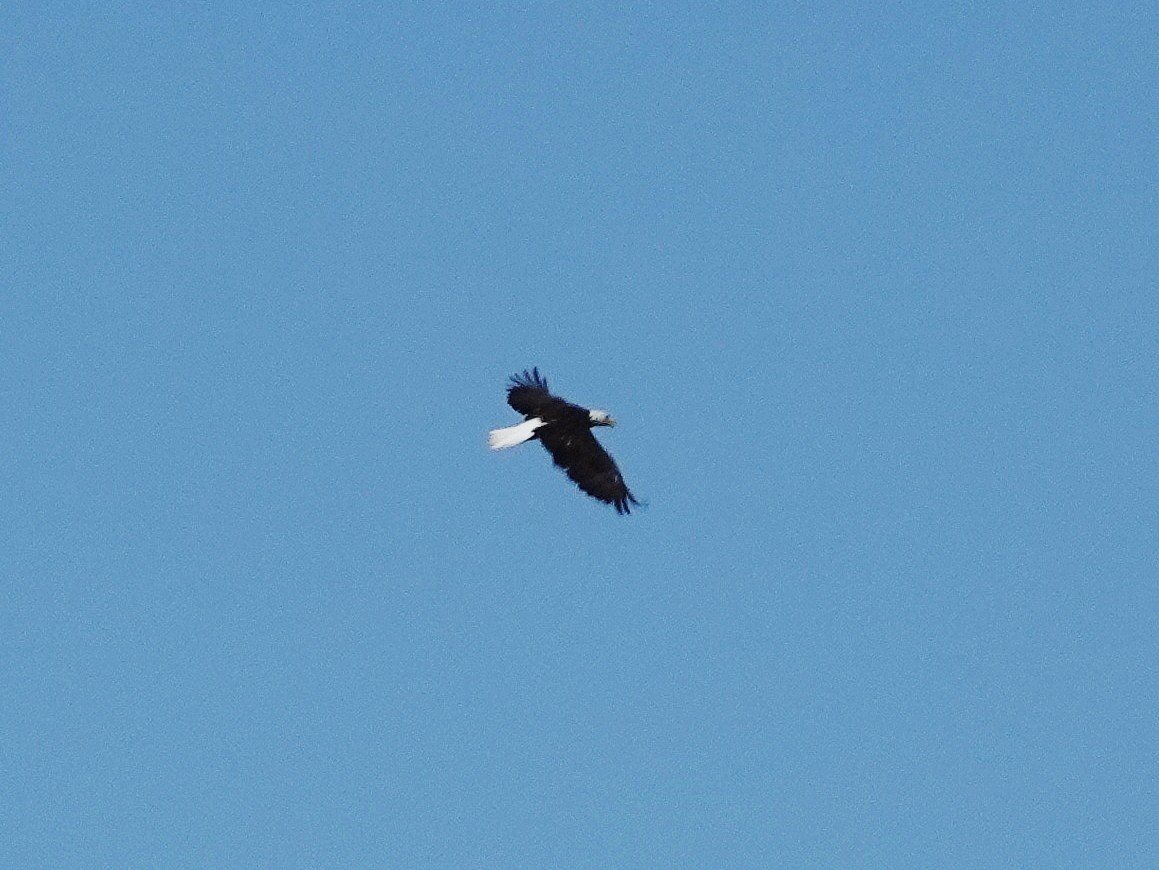 Bald Eagle - Peter Herstein