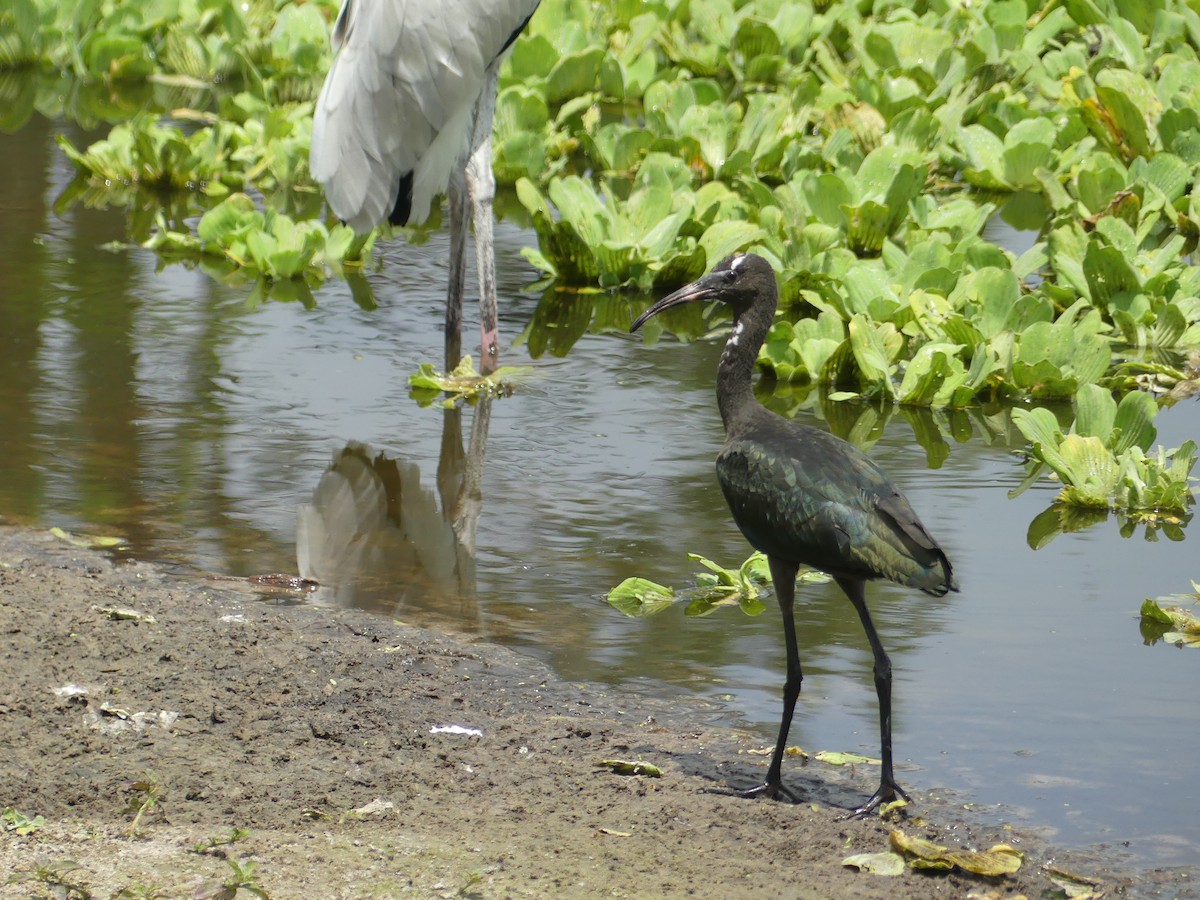 Glossy Ibis - ML620628122