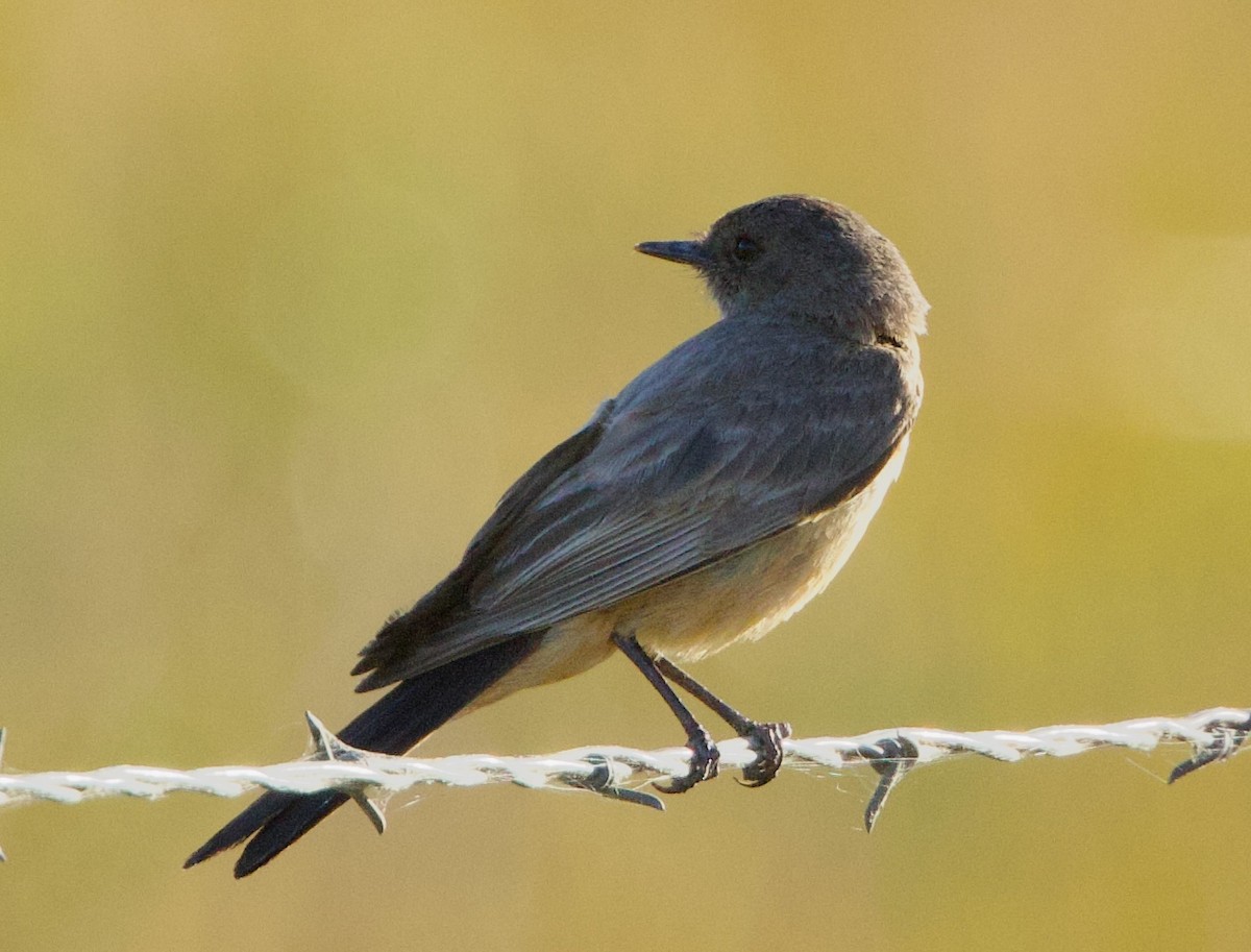 Say's Phoebe - ML620628124