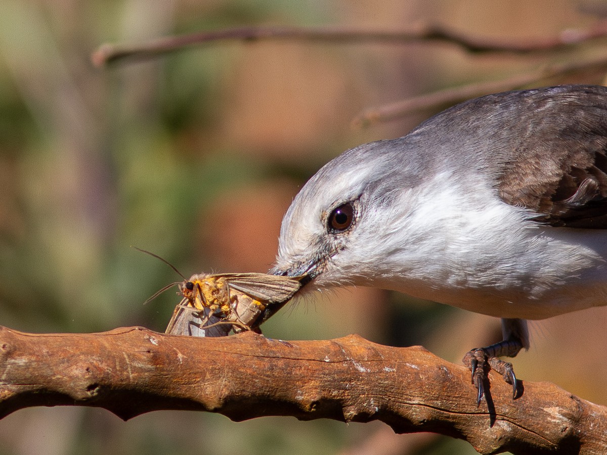 White-rumped Monjita - ML620628126