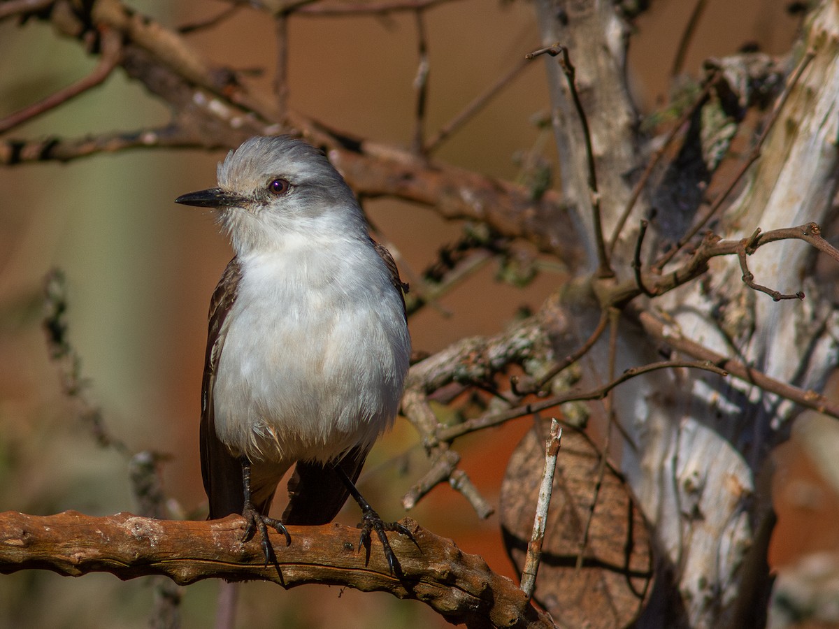 White-rumped Monjita - ML620628127