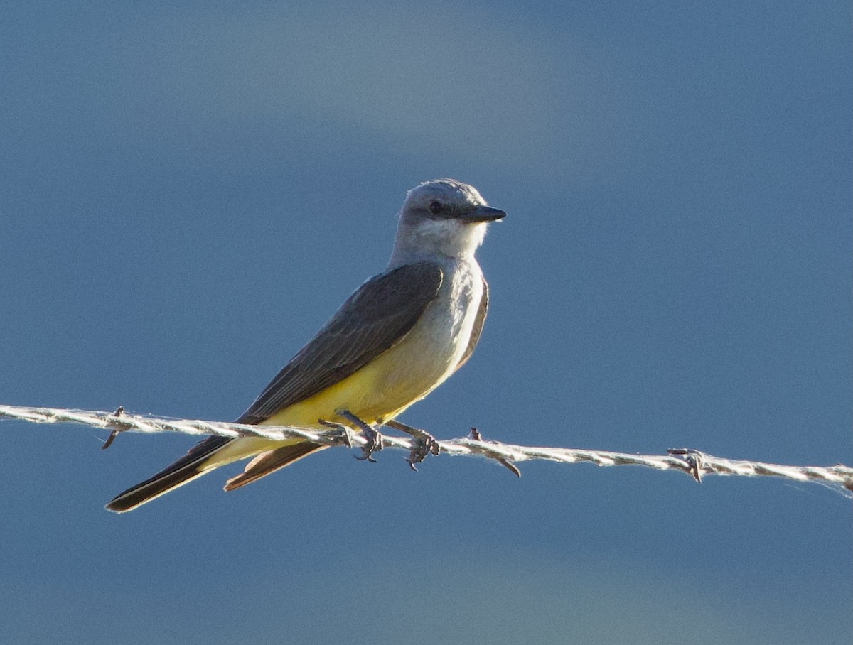 Western Kingbird - Pair of Wing-Nuts