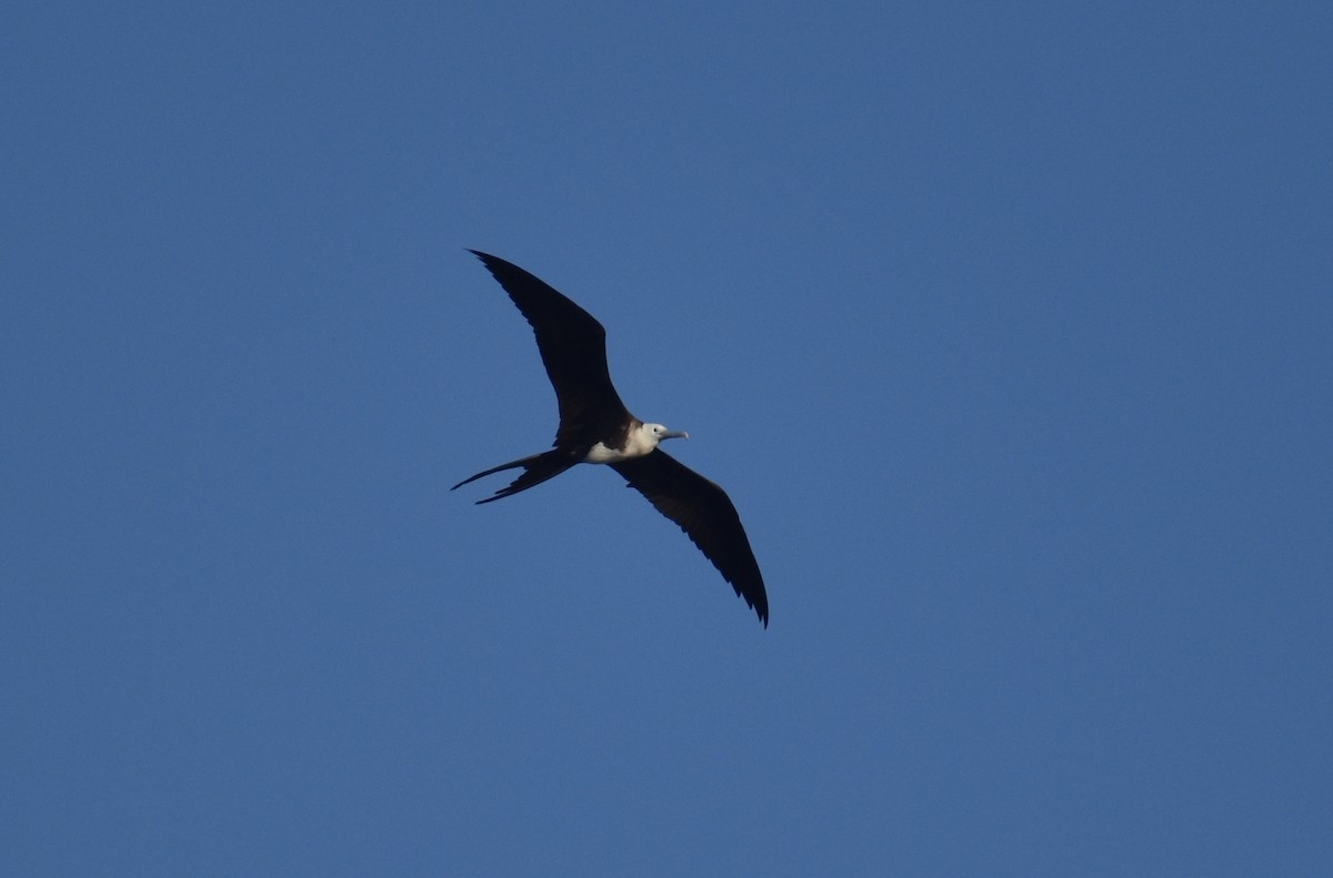 Magnificent Frigatebird - ML620628131