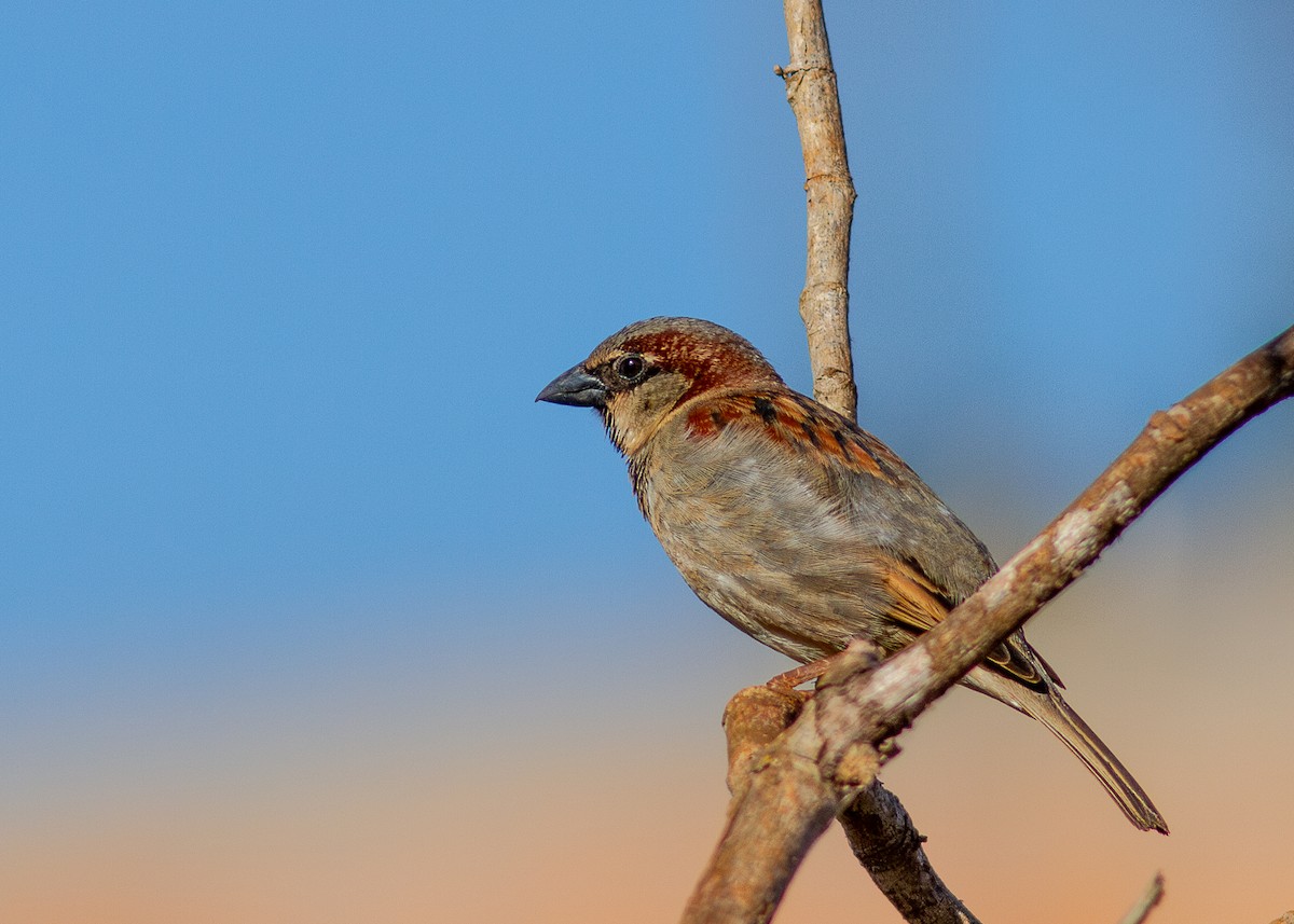 House Sparrow - ML620628132