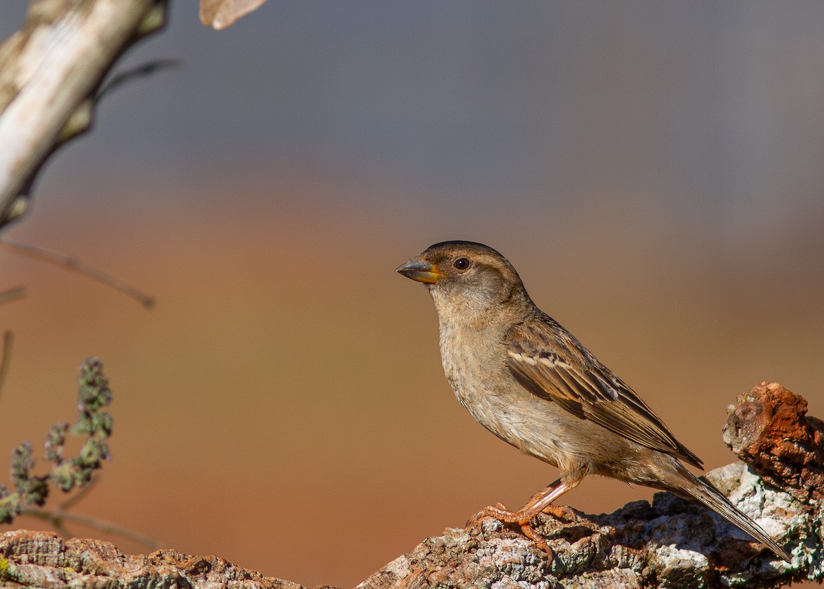 Moineau domestique - ML620628133