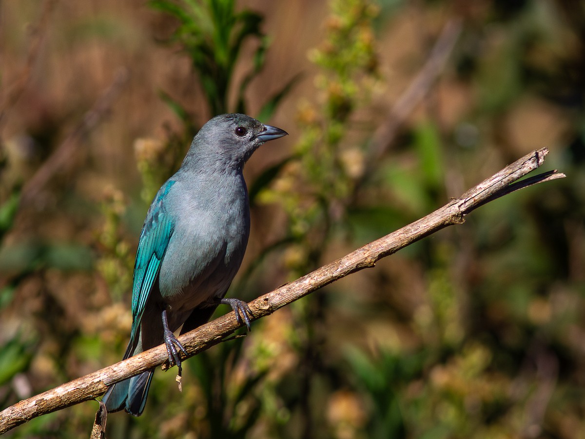 Sayaca Tanager - ML620628134