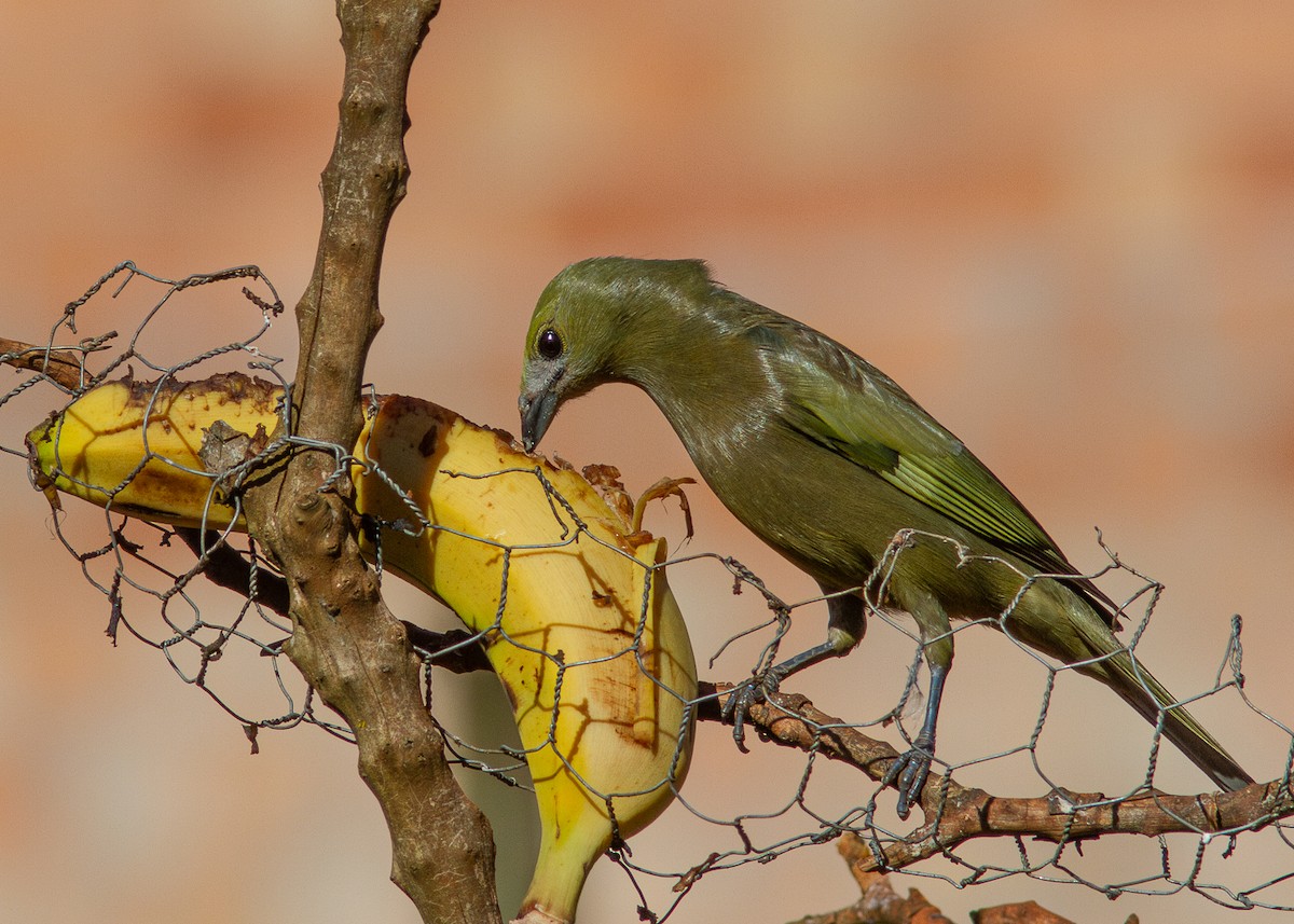 Palm Tanager - ML620628135