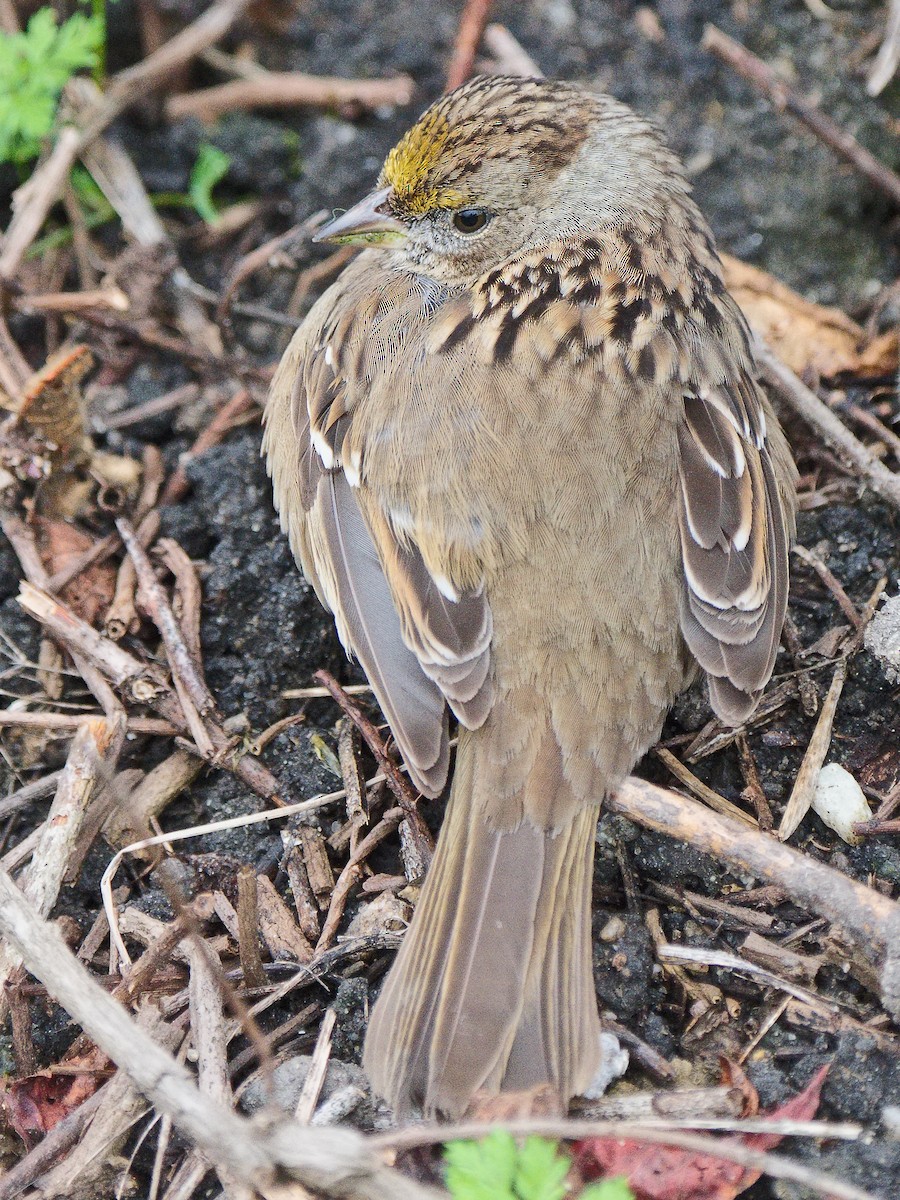 Bruant à couronne dorée - ML620628136