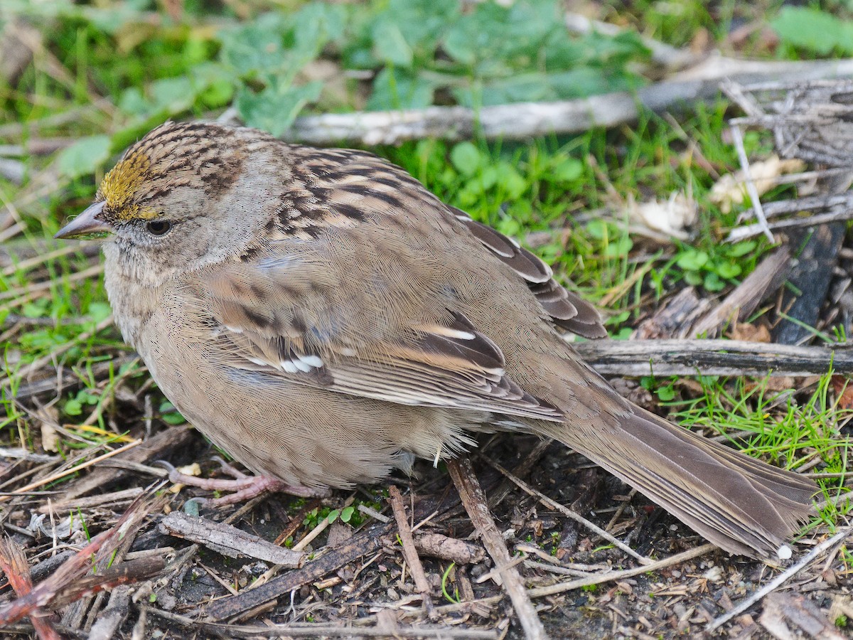 Golden-crowned Sparrow - ML620628137