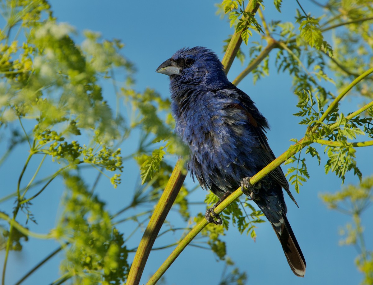 Guiraca bleu - ML620628139