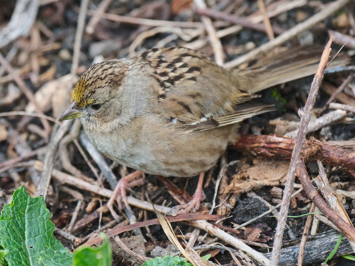 Golden-crowned Sparrow - ML620628142