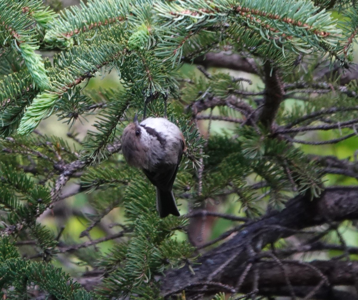 Mésange à tête brune - ML620628143