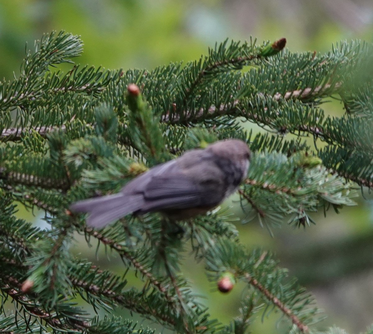 Boreal Chickadee - ML620628144