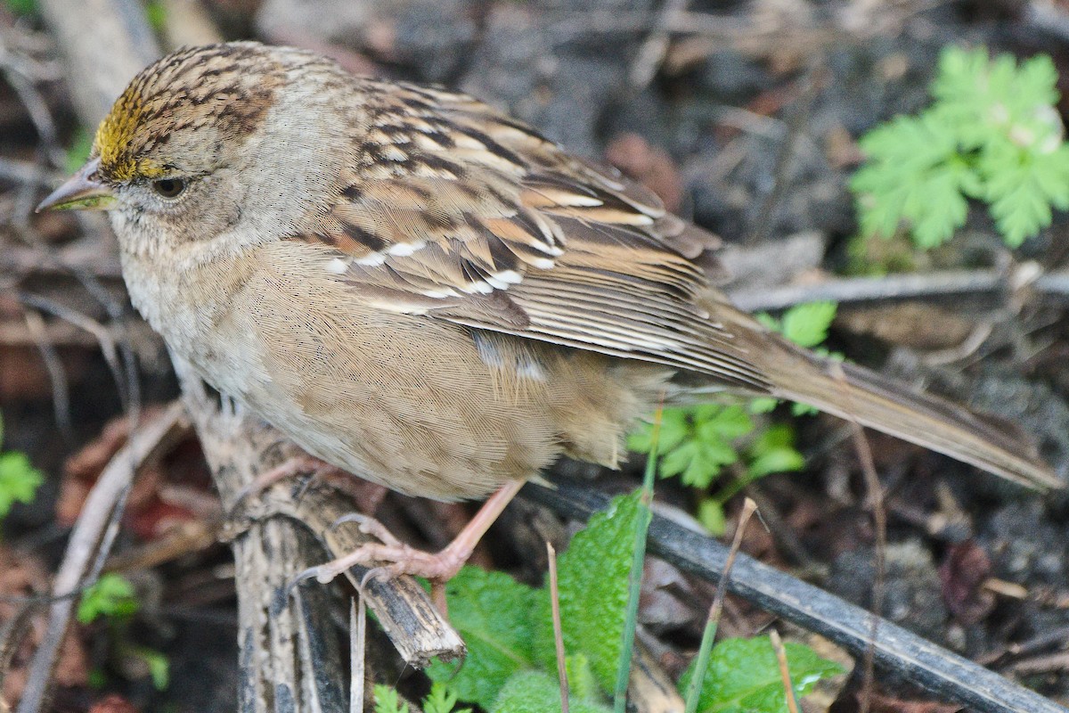 Golden-crowned Sparrow - ML620628145