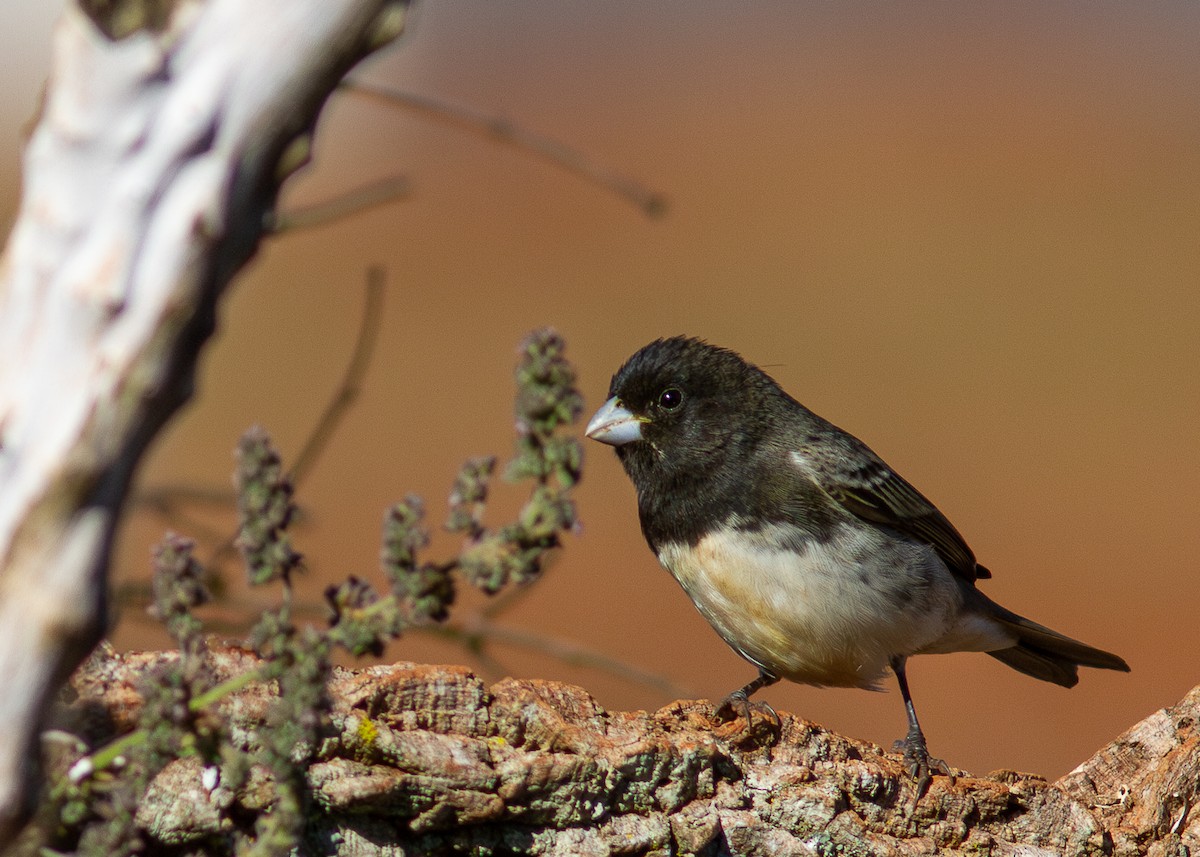 Yellow-bellied Seedeater - ML620628146