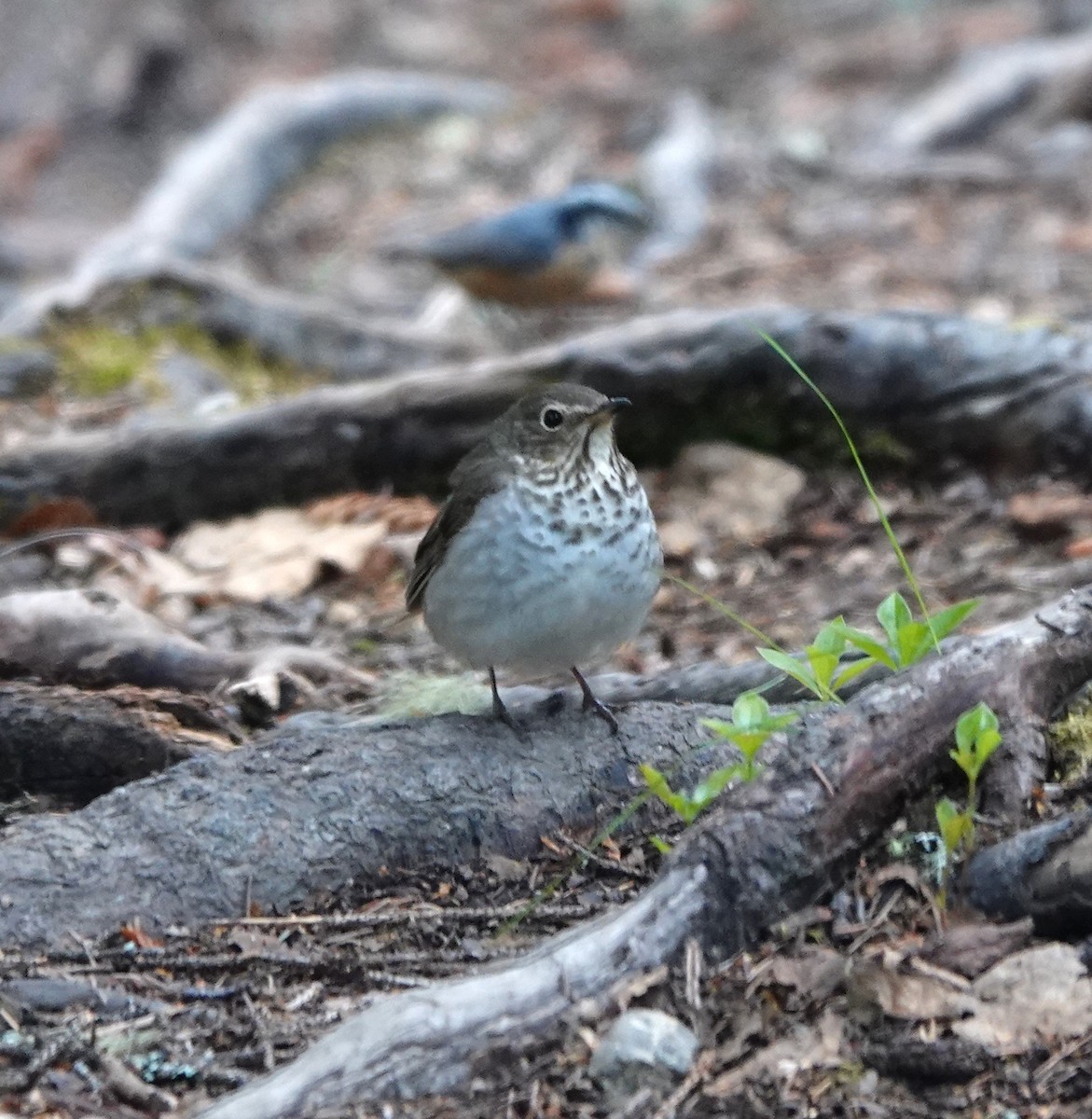 Swainson's Thrush - ML620628149