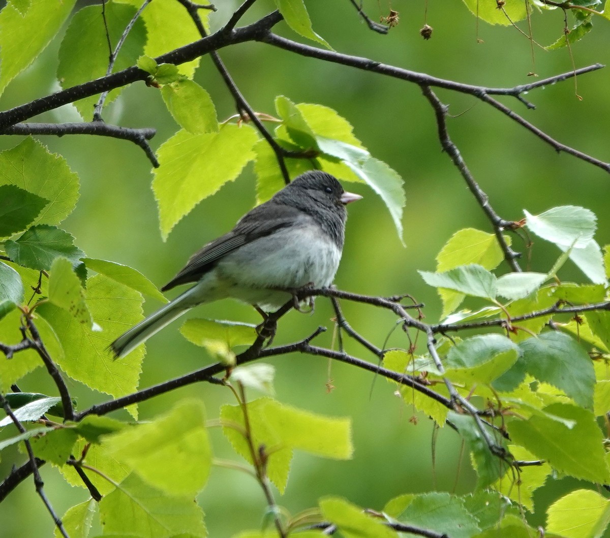 Dark-eyed Junco (Slate-colored) - ML620628151