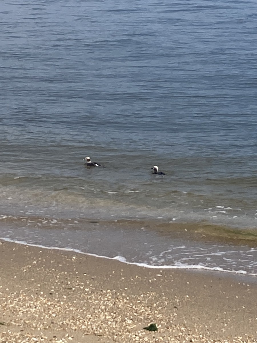 Long-tailed Duck - ML620628152