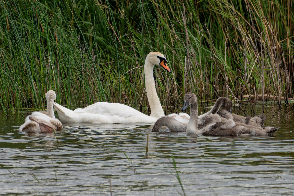 Höckerschwan - ML620628154