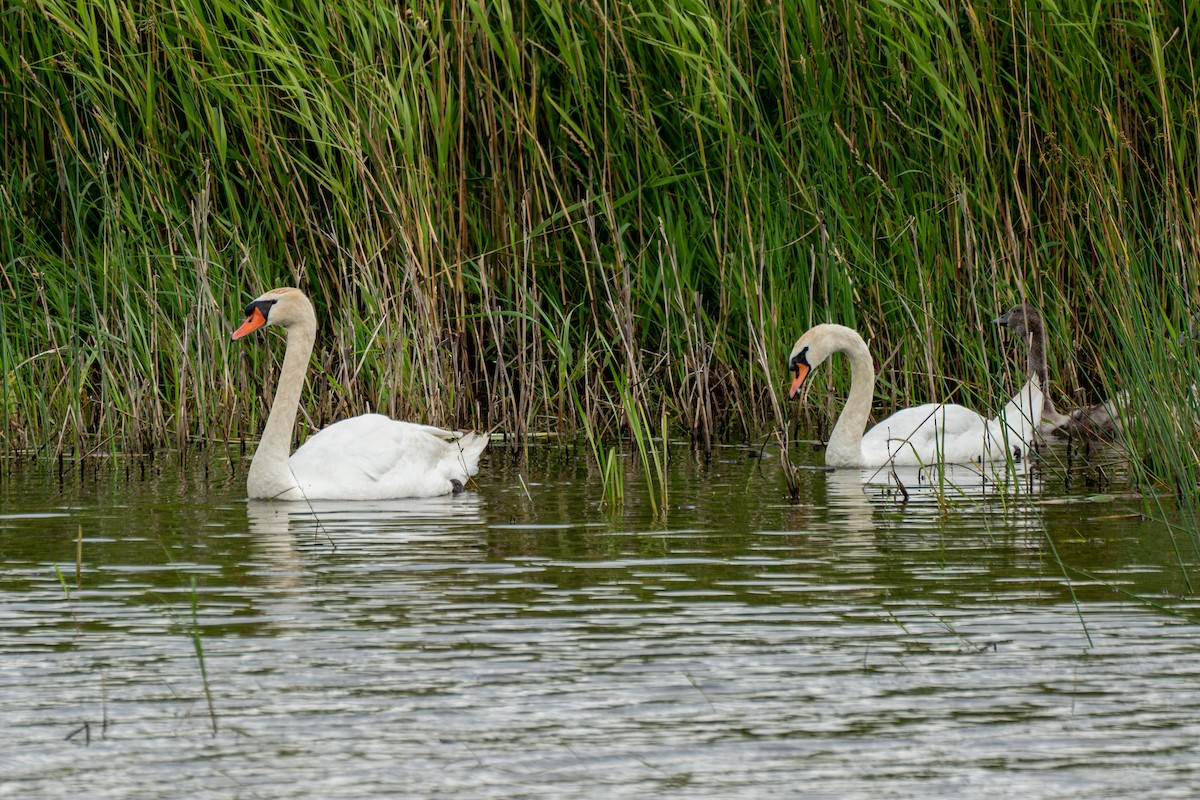 Mute Swan - ML620628155