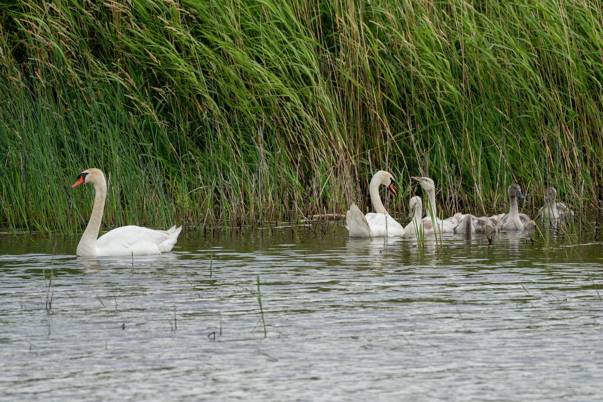 Mute Swan - ML620628157