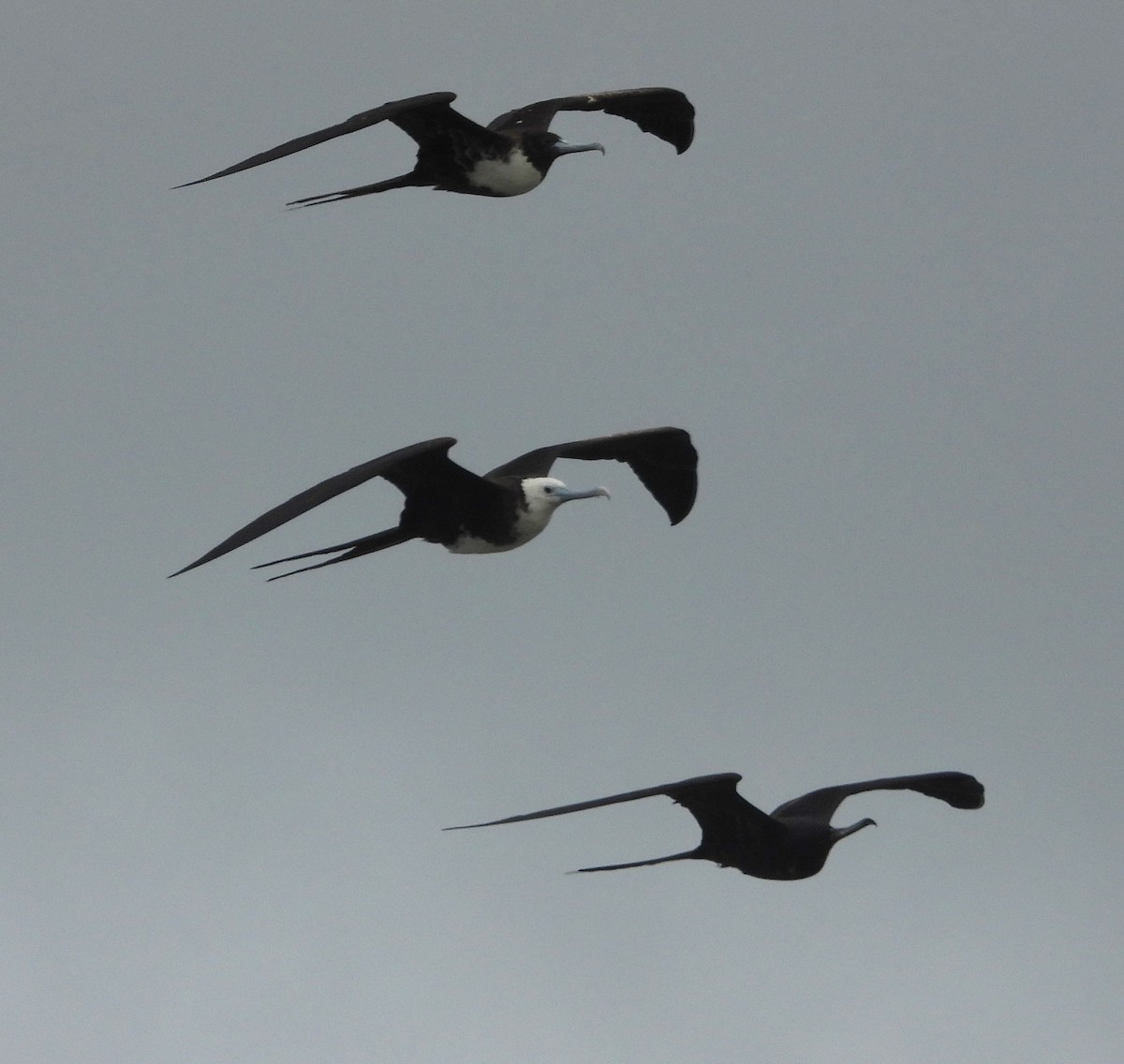 Magnificent Frigatebird - ML620628158