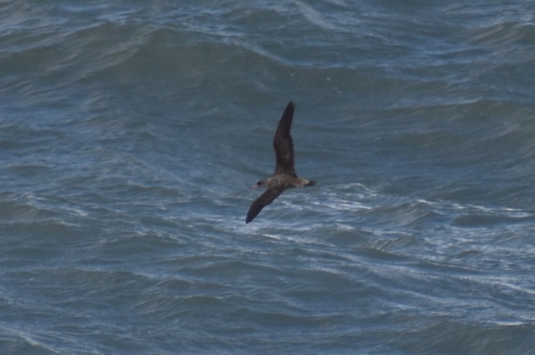 Cory's Shearwater - ML620628163