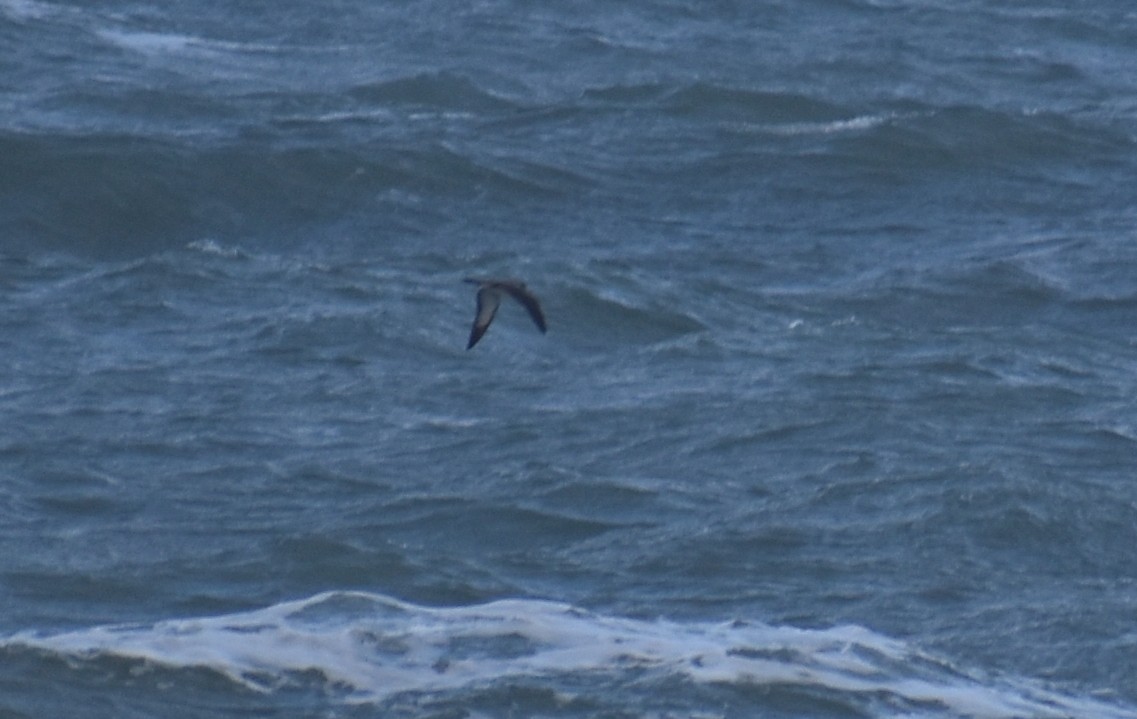 Cory's Shearwater - ML620628164