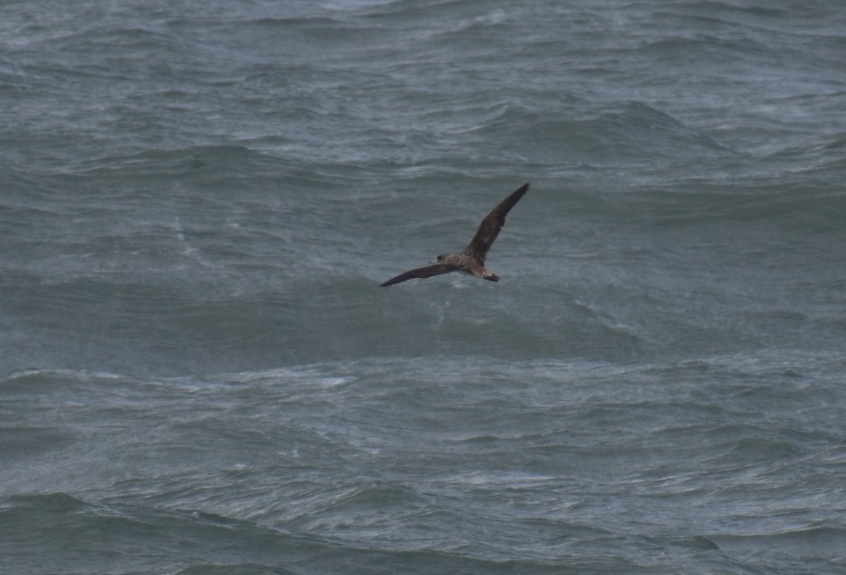 Cory's Shearwater - ML620628166