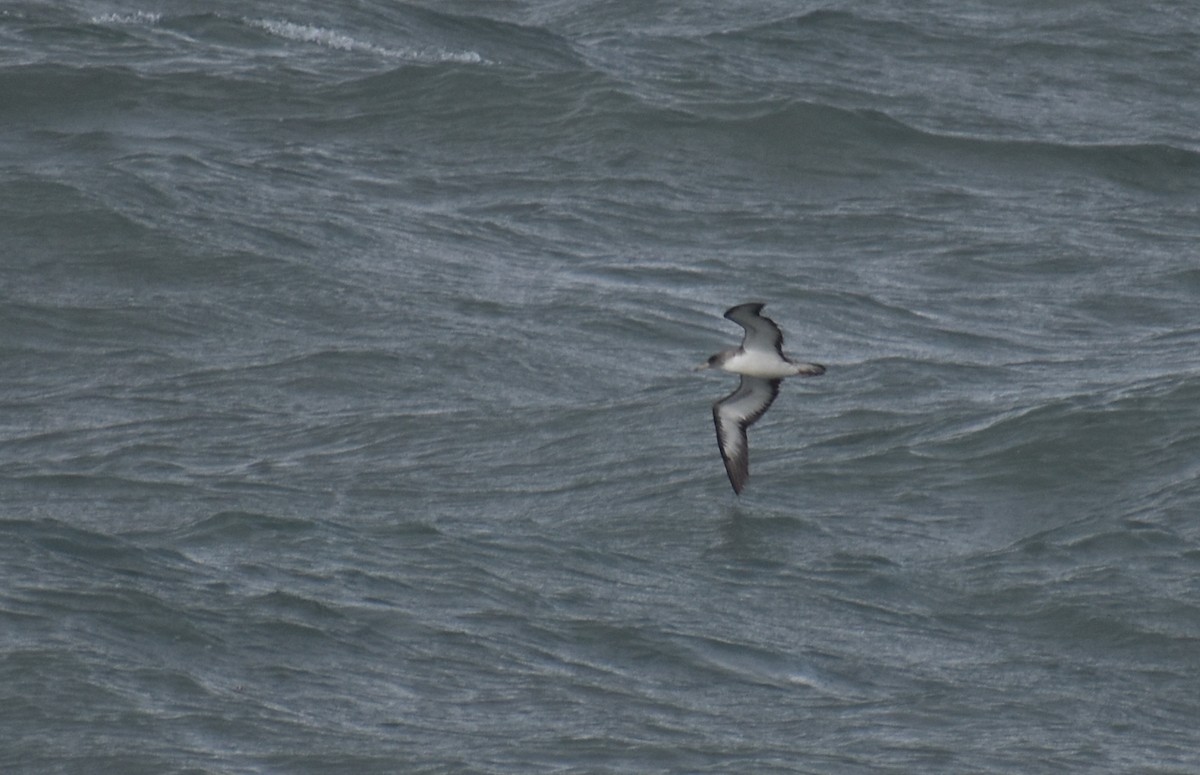 Cory's Shearwater - ML620628167