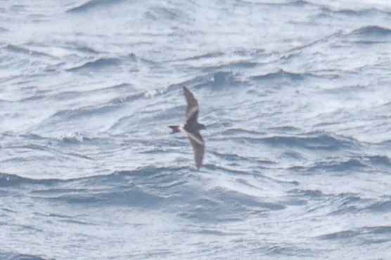 Leach's Storm-Petrel - ML620628168