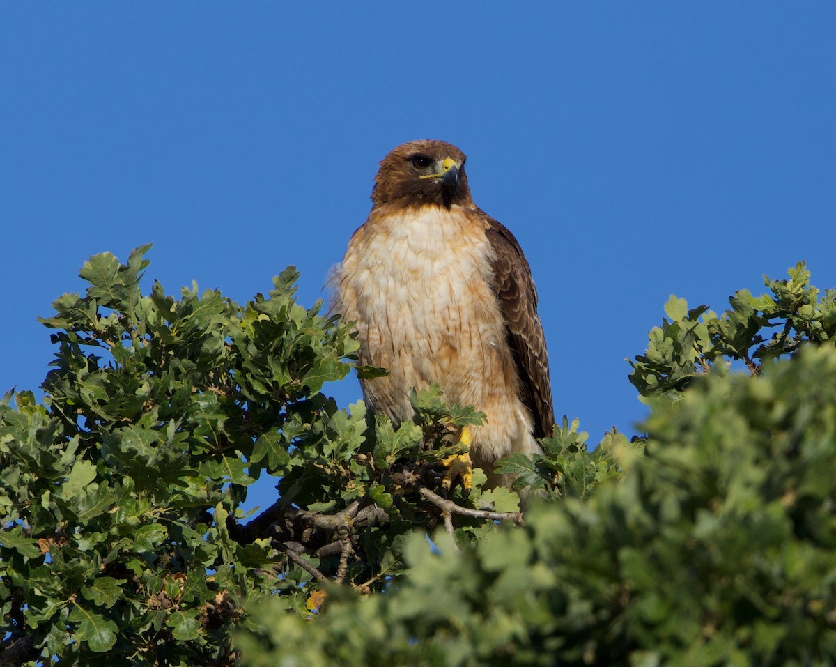 Red-tailed Hawk - ML620628170