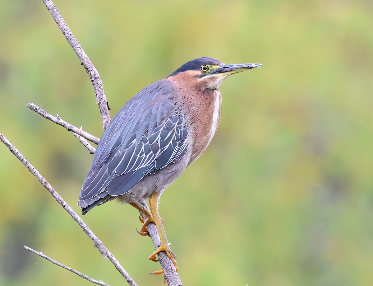 Green Heron - ML620628175