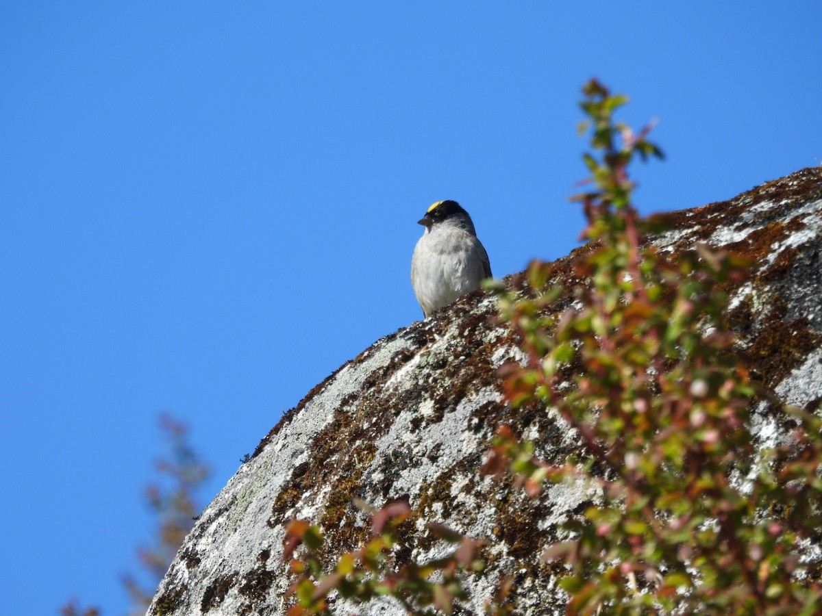 Golden-crowned Sparrow - Beth Lenoble