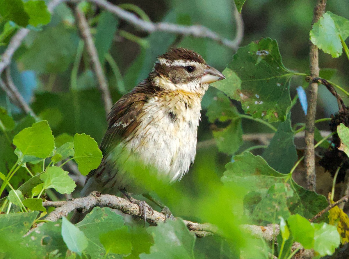 Black-headed Grosbeak - ML620628180