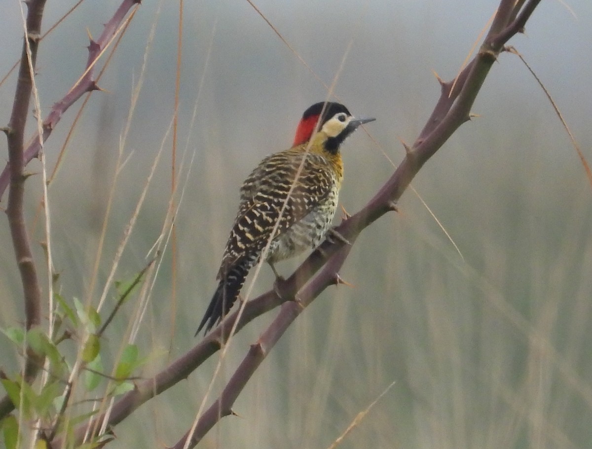 Green-barred Woodpecker - ML620628182