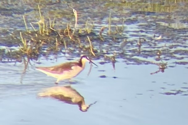 Wilson's Phalarope - ML620628183