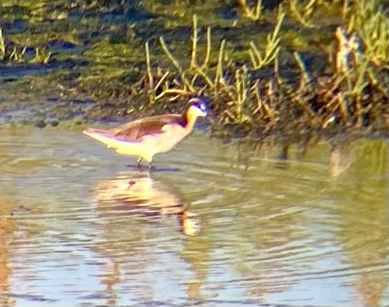 Wilson's Phalarope - ML620628184
