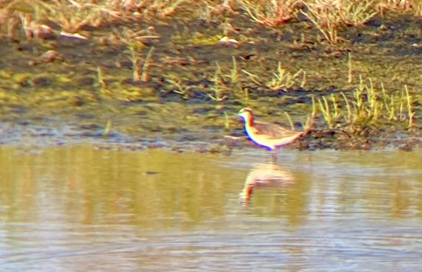 Wilson's Phalarope - ML620628185