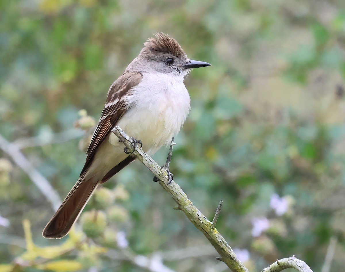 Ash-throated Flycatcher - ML620628189